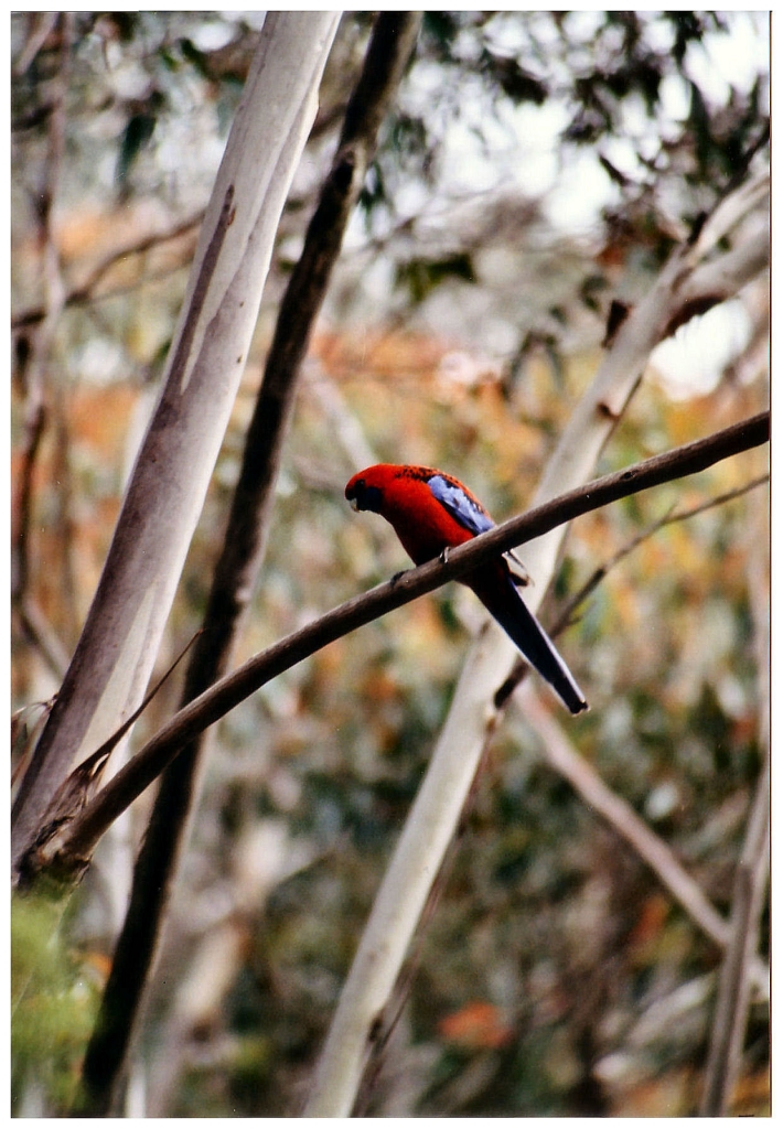 02 - Blue Montains (2).jpg